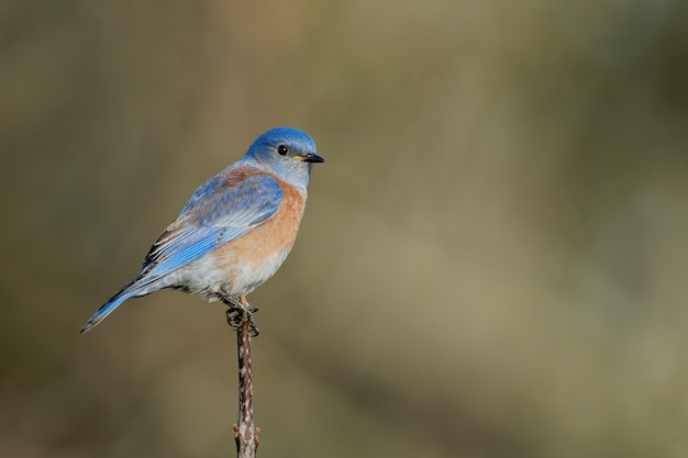 Primo piano di un uccello azzurro orientale seduto su un ramo di un albero con sfondo sfocato