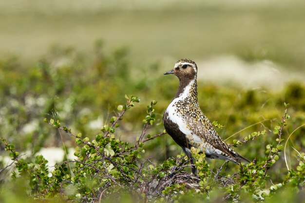 Primo piano di un uccello bianco e nero sulla tundra mimetizzato sulla vegetazione