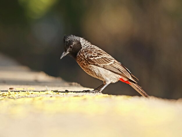 Primo piano di un uccello bulbul appollaiato su una superficie di cemento