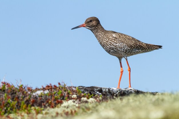 Primo piano di un uccello con le gambe lunghe che cammina per terra sulla tundra