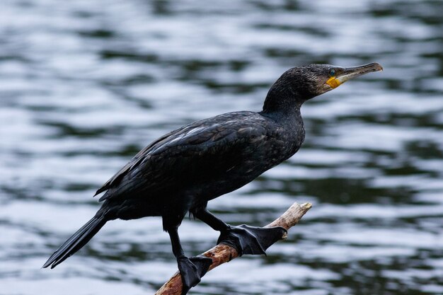 Primo piano di un uccello cormorano appollaiato su un legno sul lago