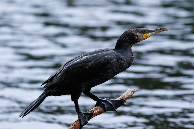 Primo piano di un uccello cormorano appollaiato su un legno sul lago