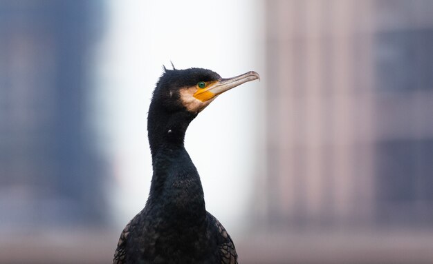 Primo piano di un uccello cormorano