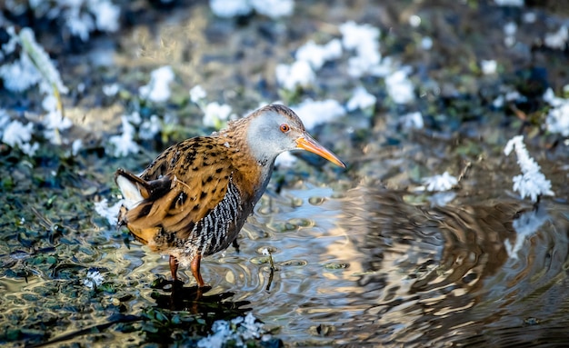 Primo piano di un uccello porciglione