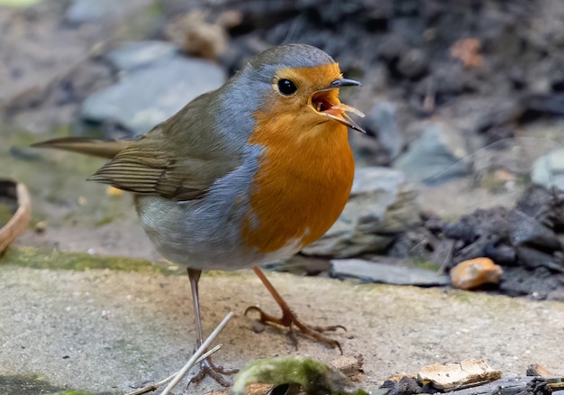 Primo piano di un uccello Robin europeo che si appollaia su una roccia