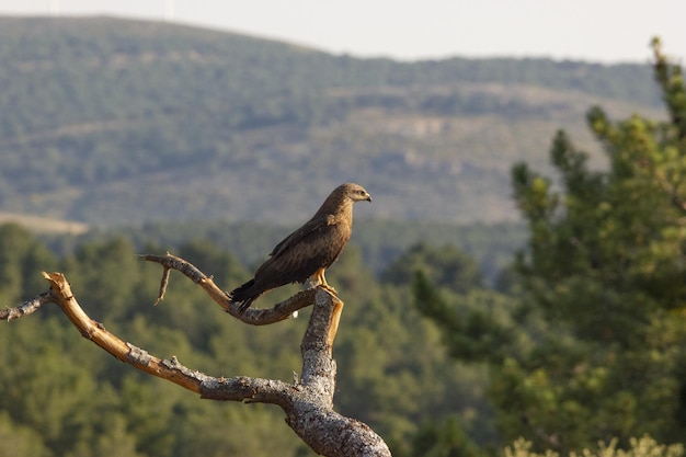Primo piano di un uccello seduto sul ramo di un albero in una foresta catturata in una giornata di sole