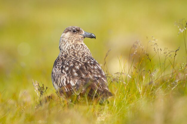 Primo piano di un uccello skua nei campi durante la luce del giorno