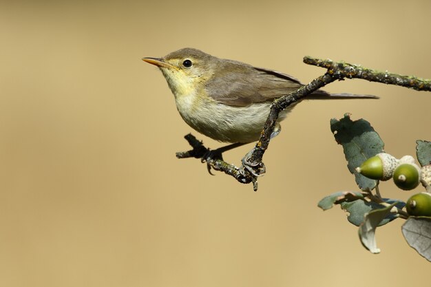 Primo piano di un warbler di Bonelli occidentale appollaiato su un ramo con uno spazio sfocato