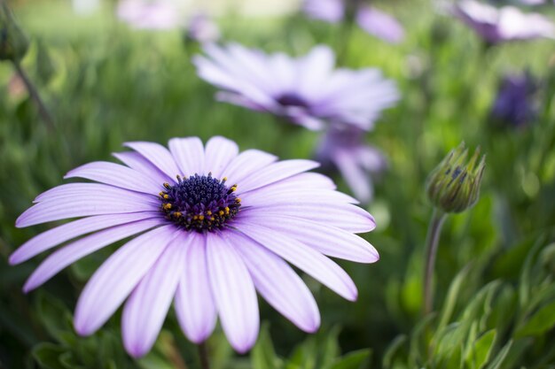 Primo piano di una bella margherita africana in un giardino