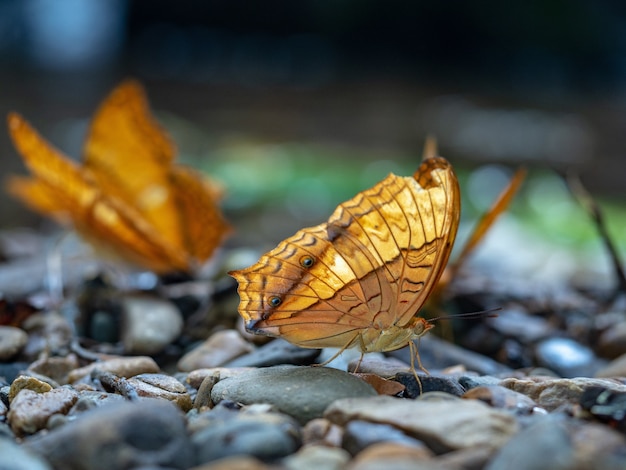 Primo piano di una bellissima farfalla arancione su pietre in natura