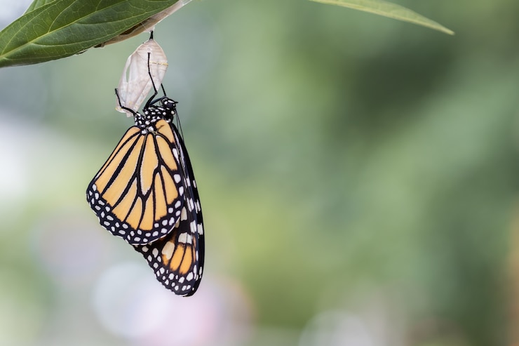 Foto gratuito primo piano di una bellissima farfalla - concetto di metamorfosi