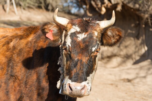 Primo piano di una bellissima mucca colorata con le corna