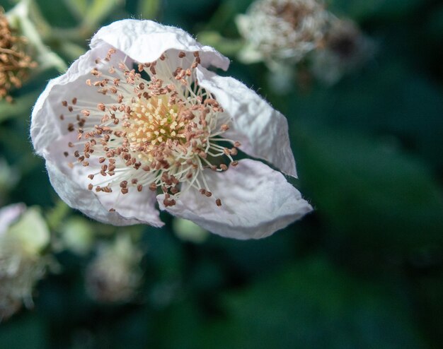 Primo piano di una bellissima rosa sempreverde bianca in un giardino
