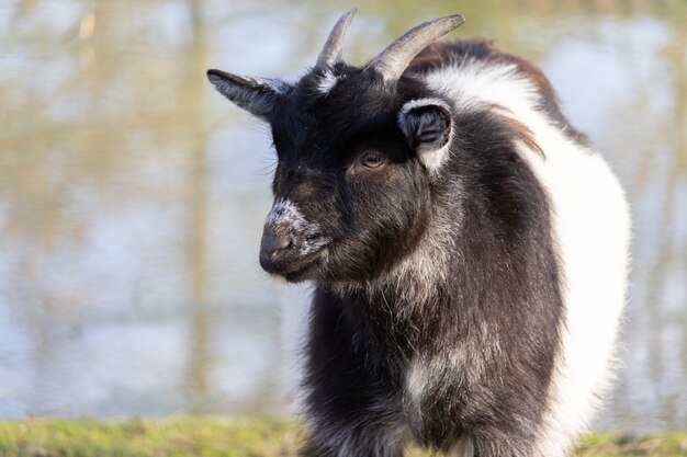 Primo piano di una capra in bianco e nero sorridente con uno stagno in un santuario degli animali