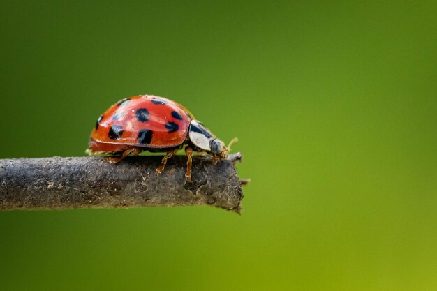 Primo piano di una coccinella su un ramo