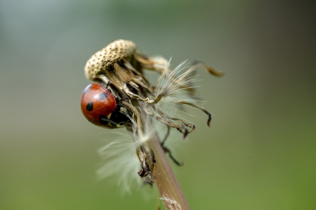 Primo piano di una coccinella su una foglia verde