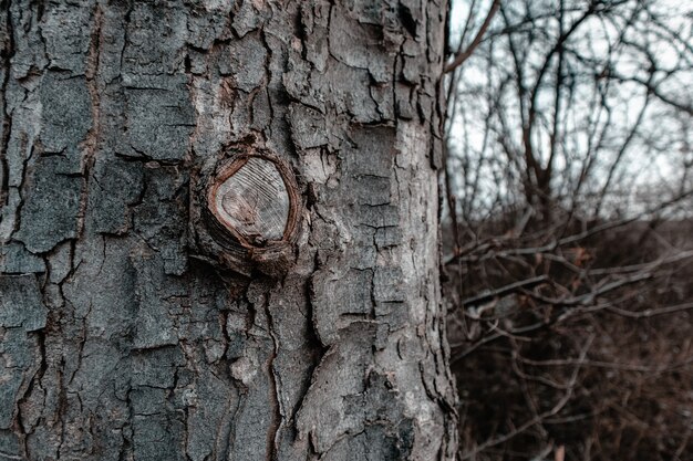 Primo piano di una corteccia di albero circondata da rami