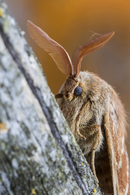 Primo piano di una falena volpe maschio su un tronco d'albero nella foresta