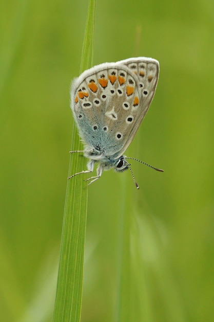 Primo piano di una farfalla blu Icaro