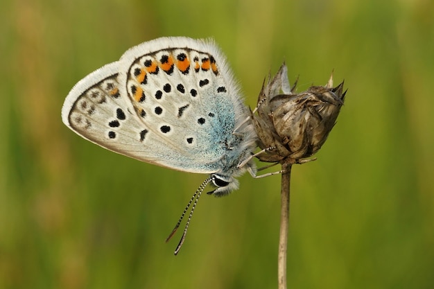 Primo piano di una farfalla blu tempestata d'argento, Plebejus argus su una pianta