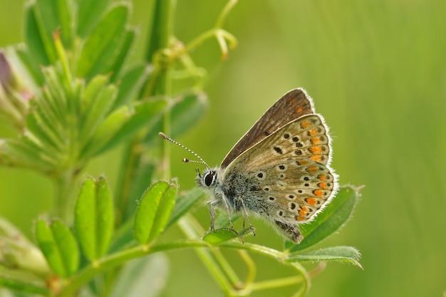 Primo piano di una farfalla marrone di argus (Aricia agestis) con ali chiuse sulla pianta