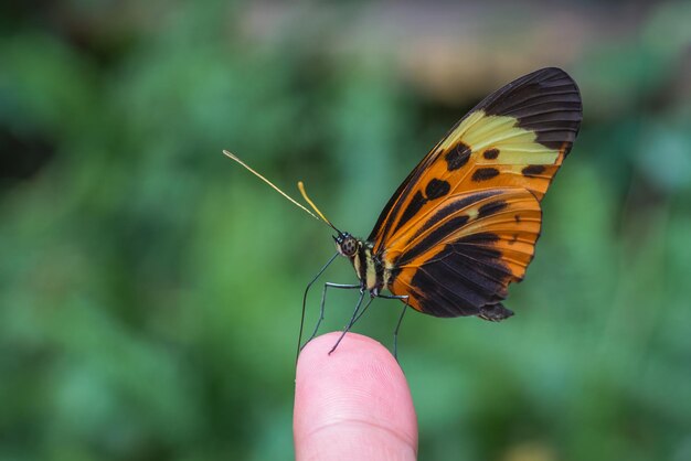Primo piano di una farfalla Numata longwing con un'ala splendidamente modellata seduta su un dito