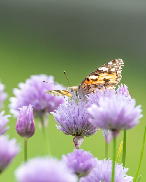 Primo piano di una farfalla su un bellissimo fiore viola