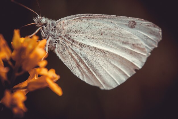 Primo piano di una farfalla su un fiore giallo