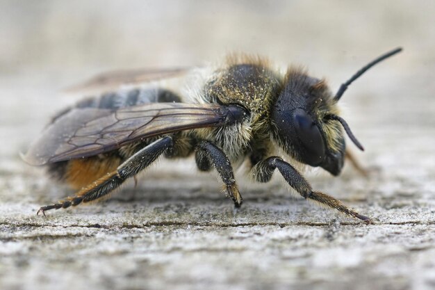 Primo piano di una femmina di ape tagliafoglie, Megachile lapponica su legno