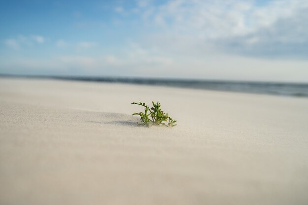 Primo piano di una foglia sempreverde sulla sabbia sotto la luce solare