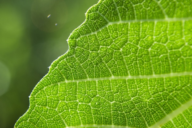 Primo piano di una foglia verde su uno sfondo sfocato