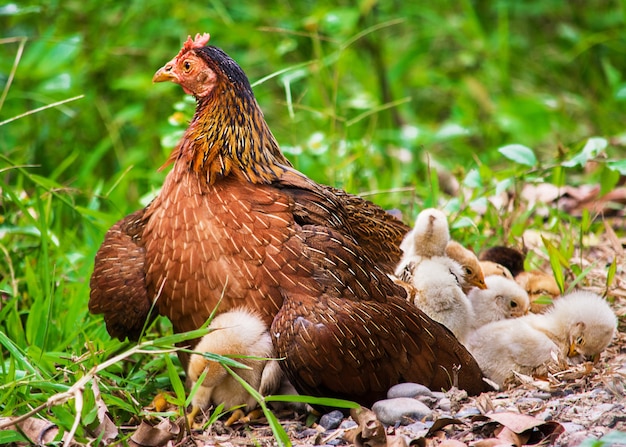 Primo piano di una gallina seduta sull'erba con il suo pollo