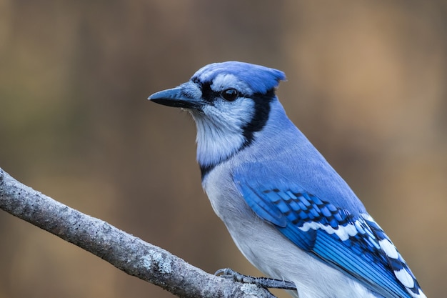 Primo piano di una ghiandaia blu appollaiata su un ramo su sfondo sfocato