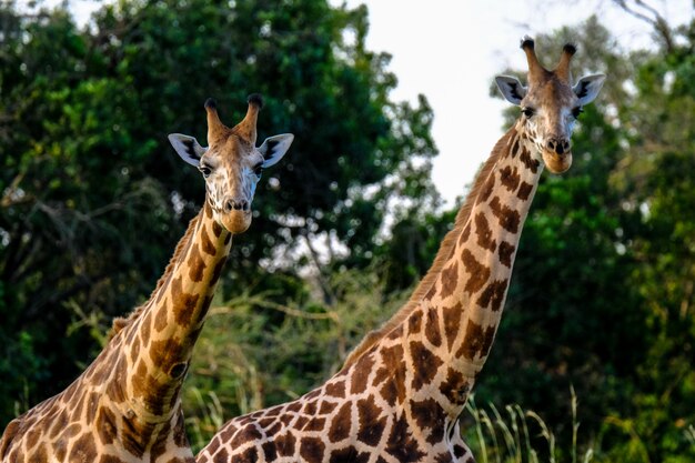 Primo piano di una giraffa due vicino a vicenda