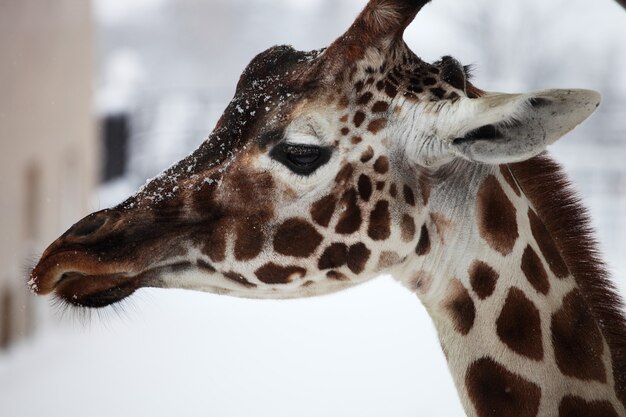 Primo piano di una giraffa in uno zoo durante la nevicata a Hokkaido in Giappone
