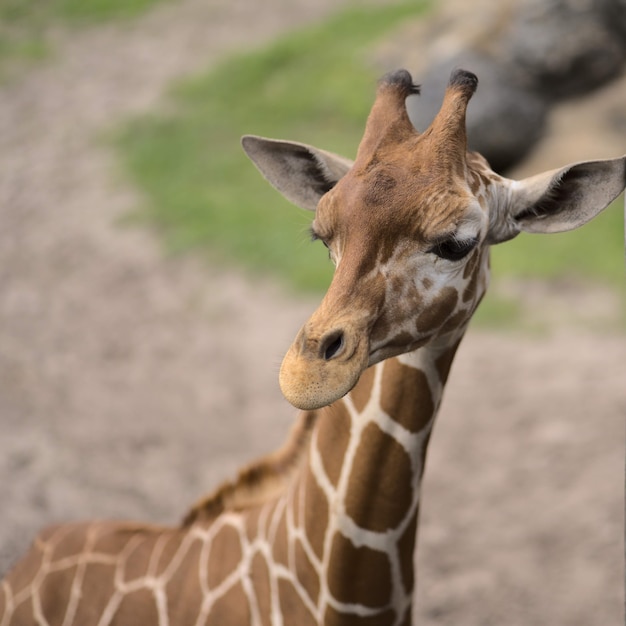 Primo piano di una giraffa sotto la luce solare