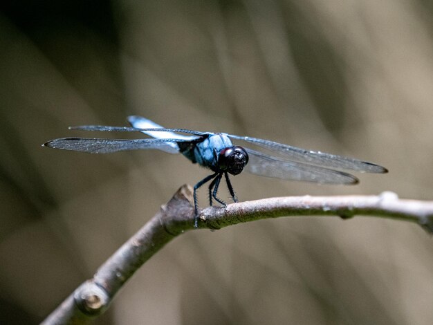 Primo piano di una libellula blu seduta su una foglia con uno sfondo sfocato