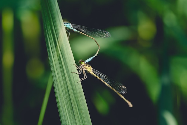 Primo piano di una libellula su un'erba lunga in un parco con uno sfondo sfocato