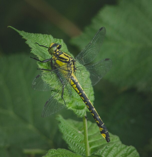 Primo piano di una libellula su una foglia verde