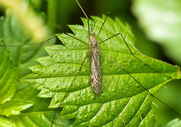 Primo piano di una locusta su una foglia verde con vegetazione