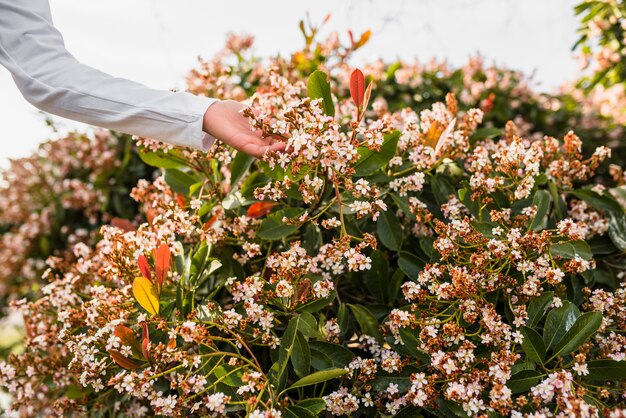 Primo piano di una mano delle ragazze che tocca i bei fiori bianchi