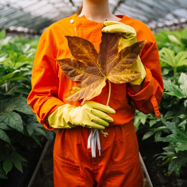 Primo piano di una mano femminile del giardiniere che tiene la foglia gialla di japonica di fatsia