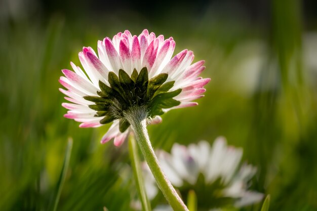 Primo piano di una margherita dai bordi rosa in un campo