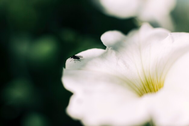 Primo piano di una mosca sul fiore bianco