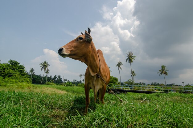 Primo piano di una mucca domestica in un campo