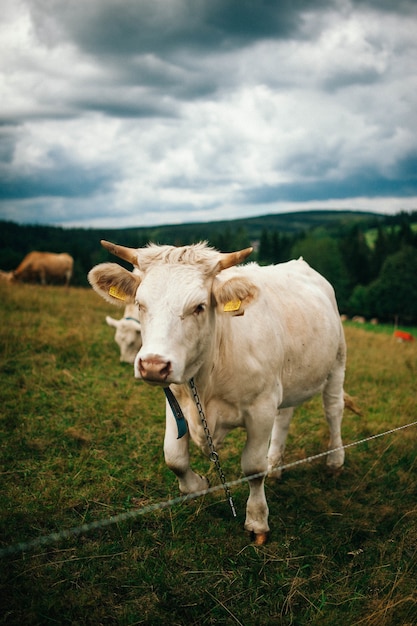 Primo piano di una mucca in un prato verde che guarda avanti - perfetto per uno sfondo