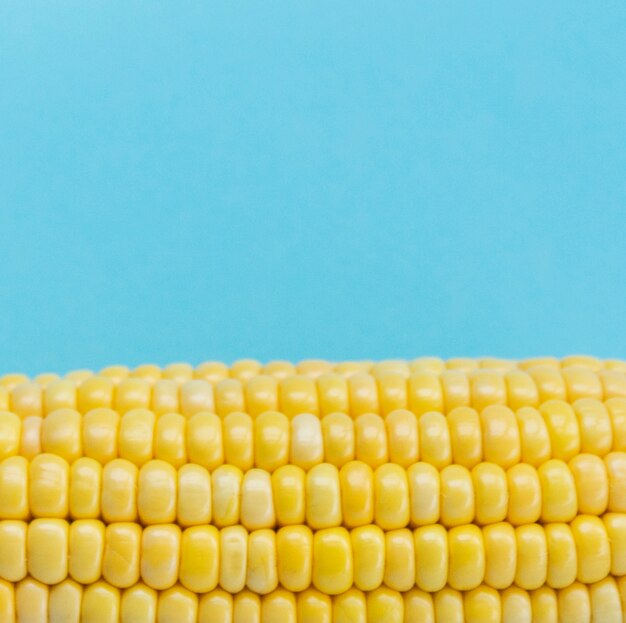 Primo piano di una pannocchia di granturco contro fondo blu