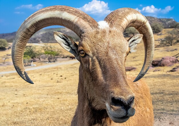 Primo piano di una pecora barbary in un arido paesaggio di montagna