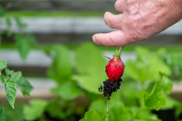 Primo piano di una persona in possesso di un ravanello rosso appena raccolto dal giardino all'aperto