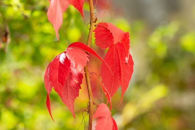 Primo piano di una pianta con foglie rosse